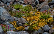 Wild Garden Mt Rainier 18-1973-5a (1)